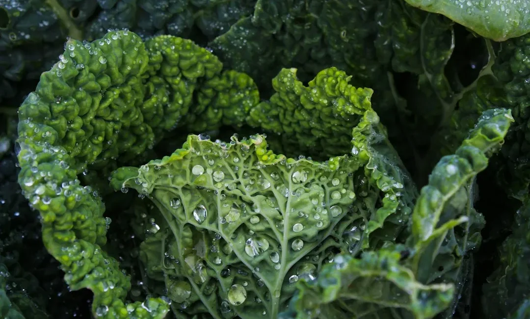 Frische Grünkohlblätter – vitaminreiches Wintergemüse für winterliche Rezepte