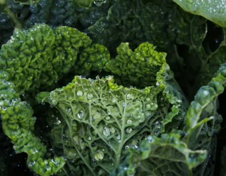 Frische Grünkohlblätter – vitaminreiches Wintergemüse für winterliche Rezepte