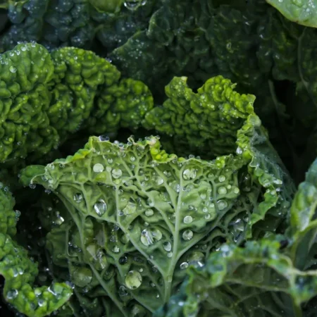 Frische Grünkohlblätter – vitaminreiches Wintergemüse für winterliche Rezepte