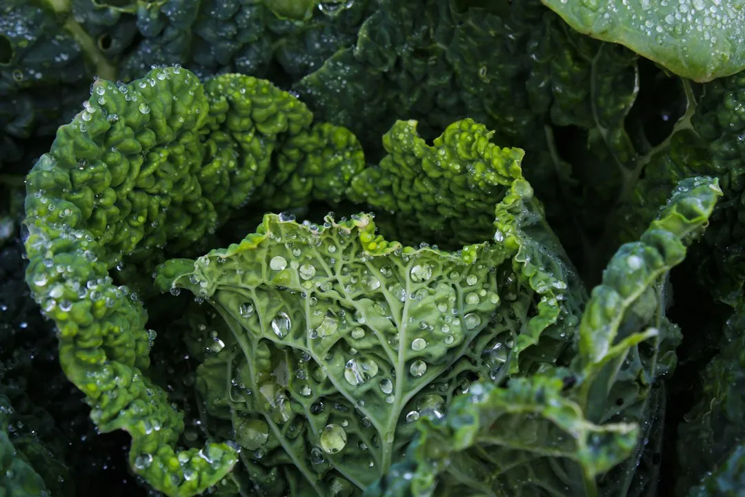 Frische Grünkohlblätter – vitaminreiches Wintergemüse für winterliche Rezepte